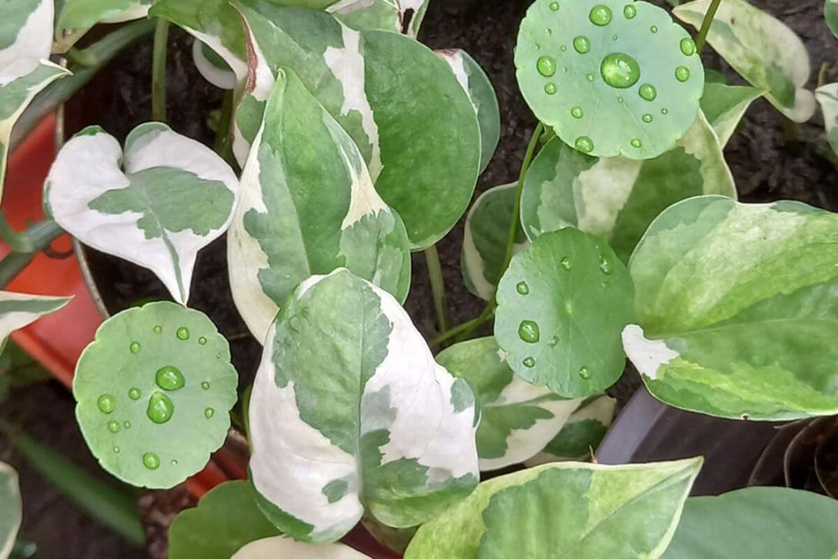 NJoy Pothos leaves with green and white patterns are covered with water droplets.