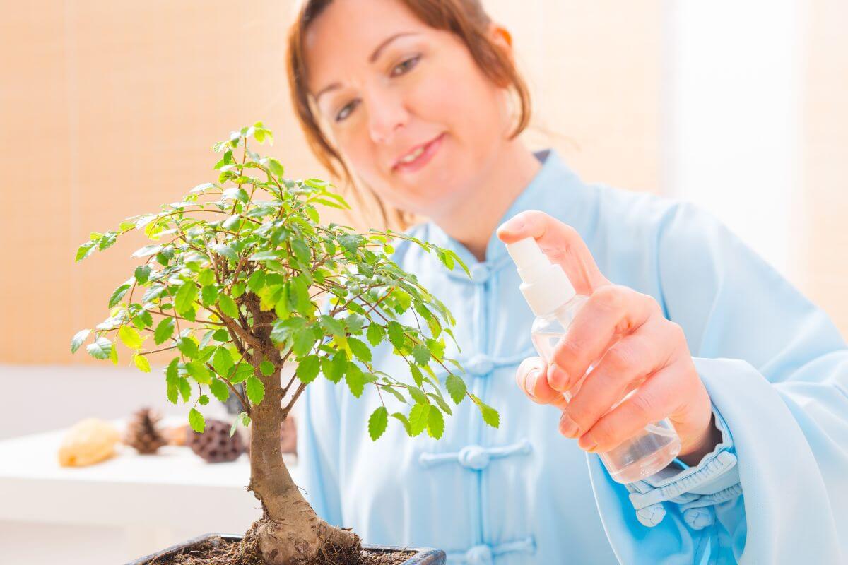 A woman mists her bonsai according to the correct watering schedule.