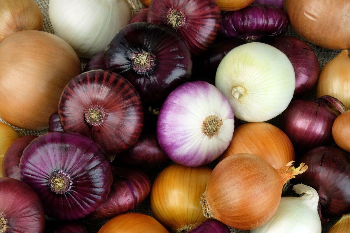 A variety of onions are piled together. The mix includes white, yellow, red, and purple onions, each with its distinctive color and texture.