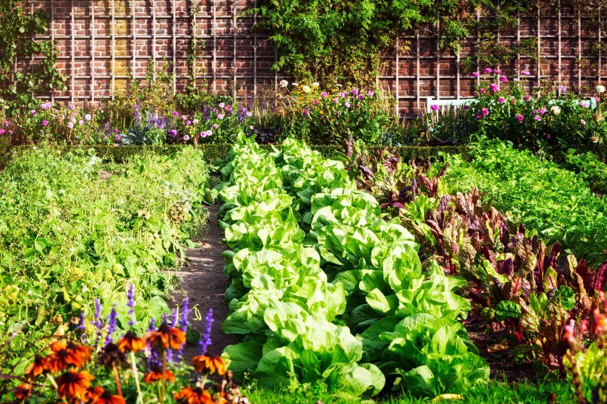 A garden with various vegetables and flowers. The garden has rows of green lettuces and other leafy greens, nourished through open pollination.