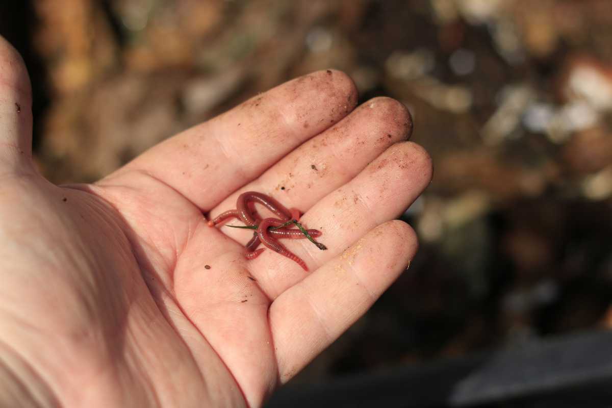 A person's hand, slightly dirty, holds a small young red earthworm. 