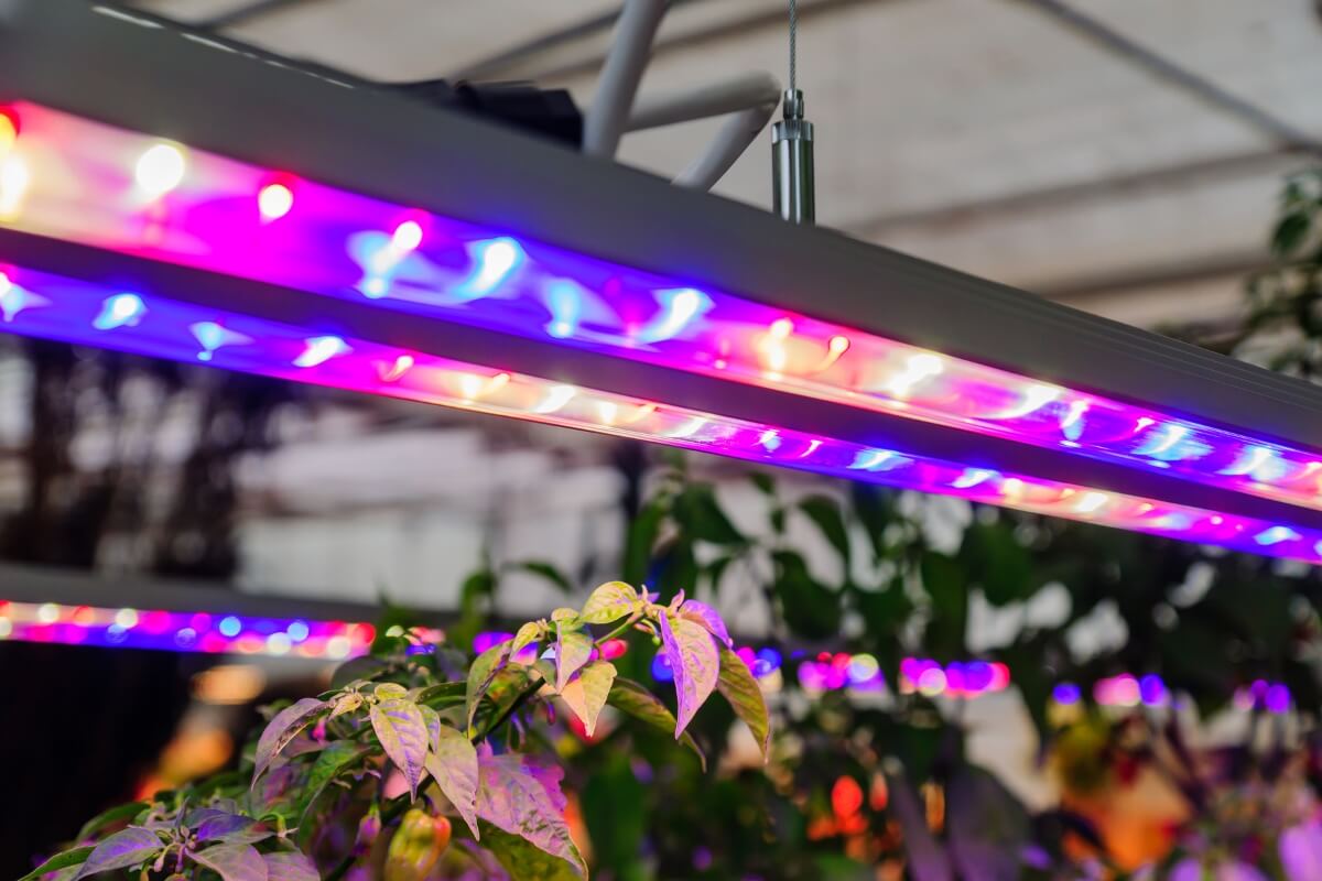 Close-up of vibrant purple, pink, and blue LED grow lights.