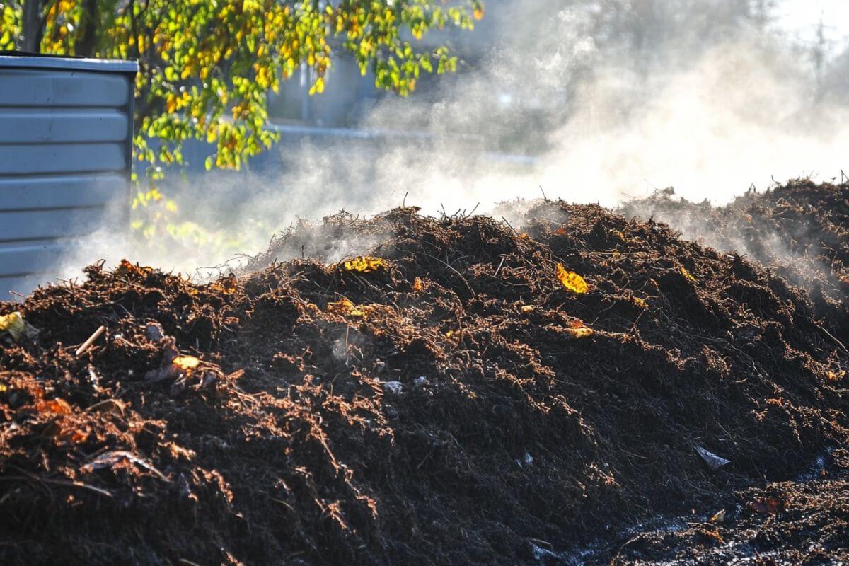 A large pile of steaming compost is seen outdoors, with sunlight filtering through nearby trees.