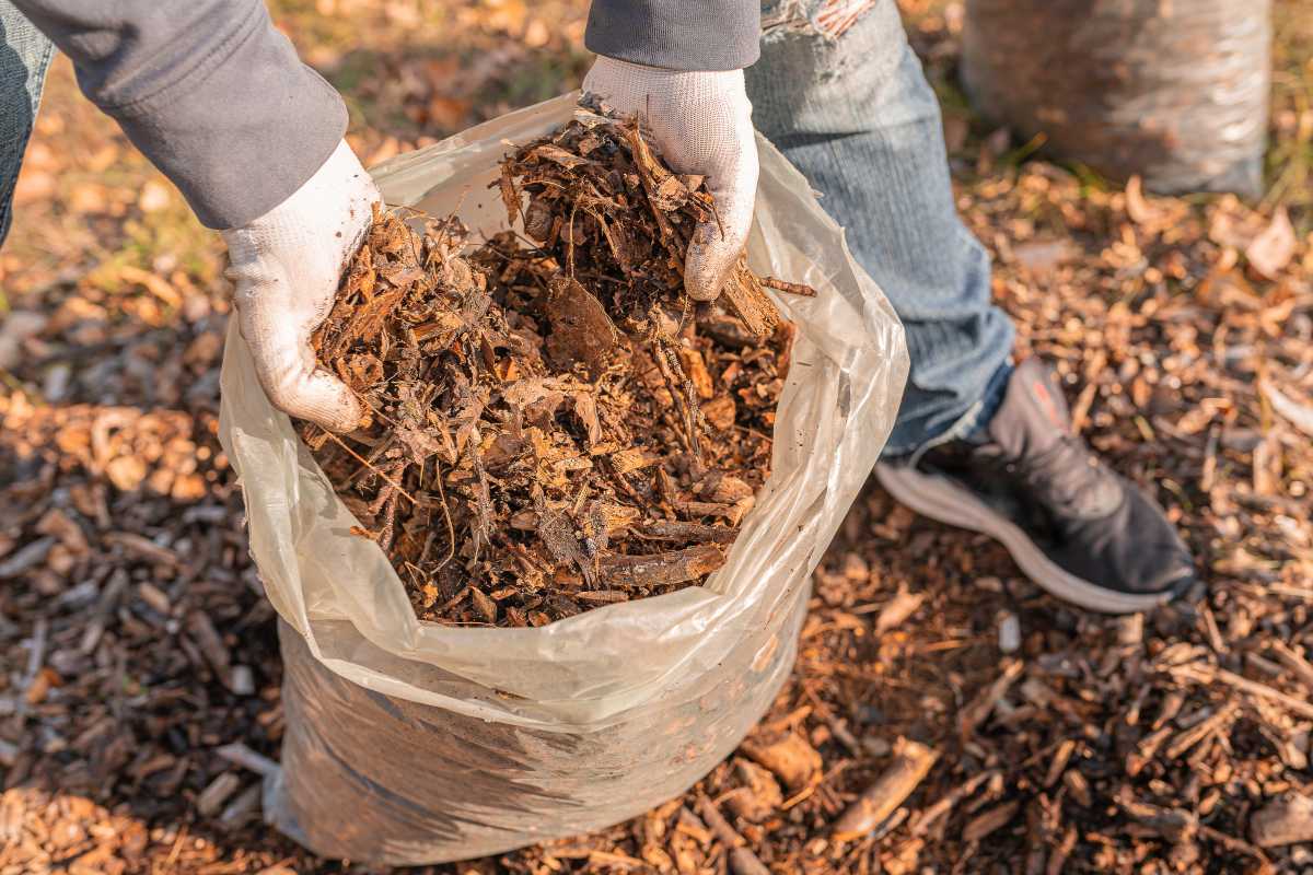 A person wearing gloves is pouring organic mulch into the soil.