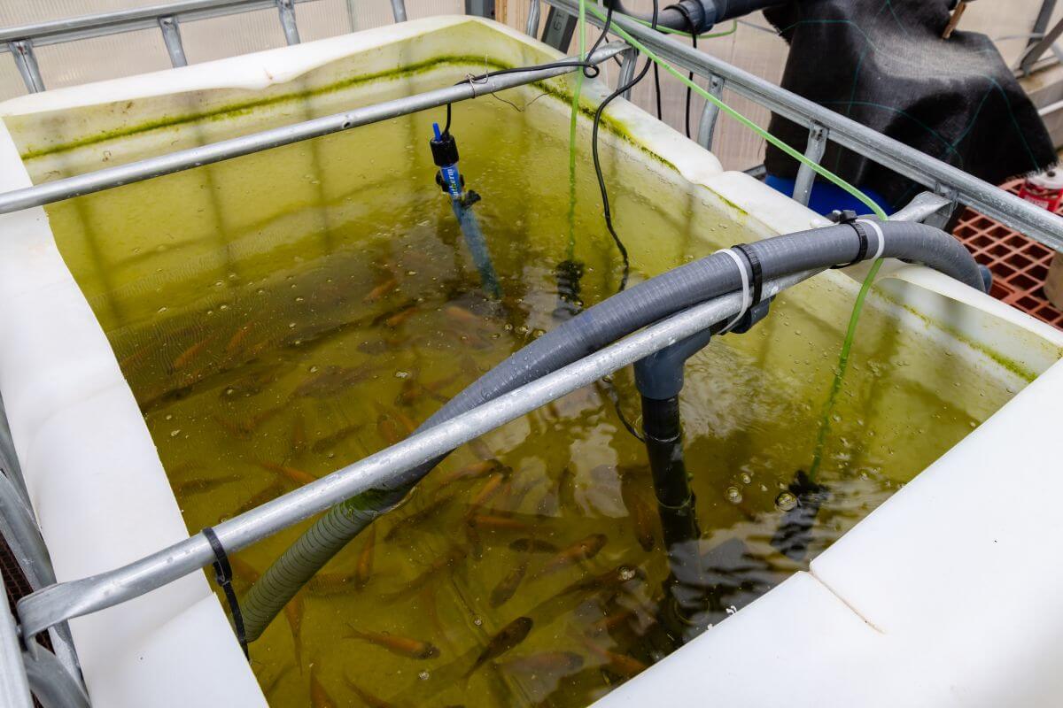 An indoor aquaponic tank filled with water and numerous small fish showcases a controlled aquatic farming environment. 