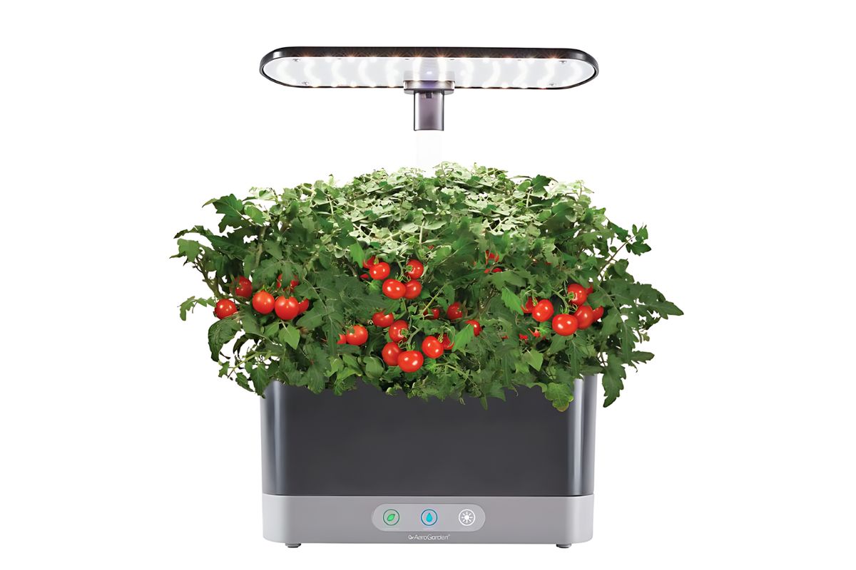 An AeroGarden with a built-in LED grow light. Lush green tomato plants fill the planter, bearing numerous ripe red cherry tomatoes.