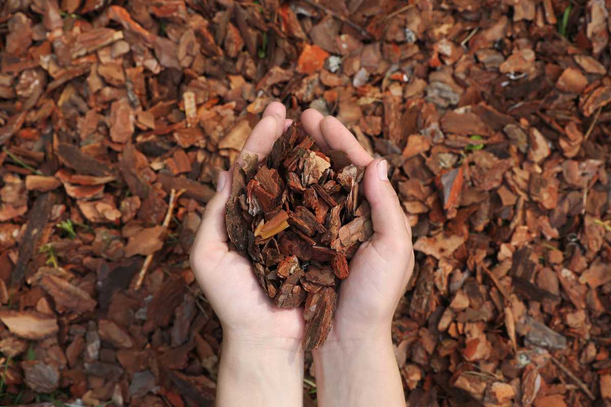 Two hands holding a pile of brown bark mulch.