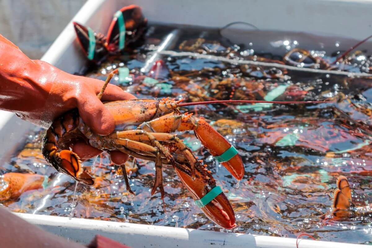 A person holding a lobster with its claws secured by blue rubber bands, above a tank filled with other lobsters.