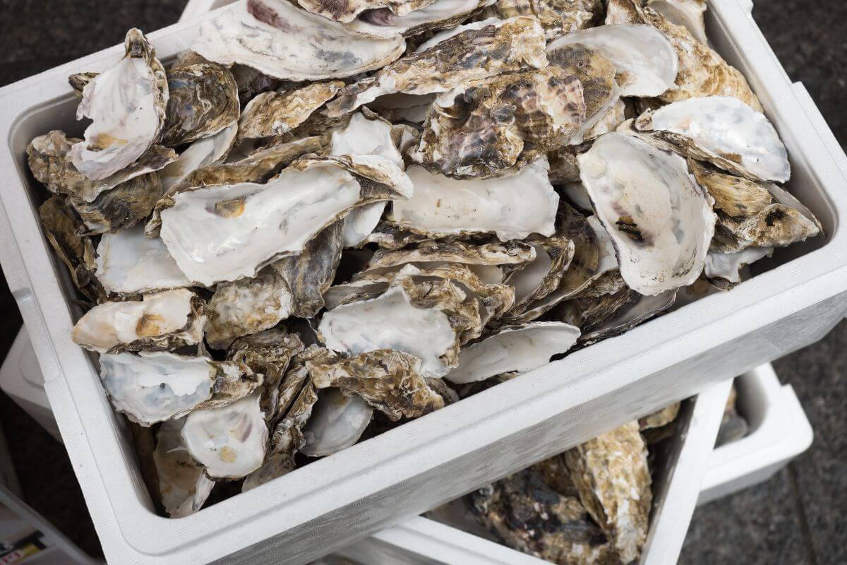 A white container filled with numerous empty oyster shells, piled unevenly.