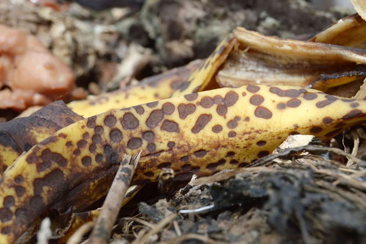 A close-up of a decaying banana peel in a compost heap.