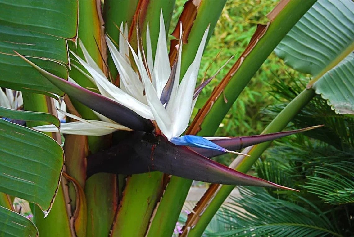 A white bird of paradise flower, one of the striking bird of paradise varieties, featuring long, pointed white petals and a distinctive blue tongue-like structure in the middle, surrounded by large, green tropical leaves.