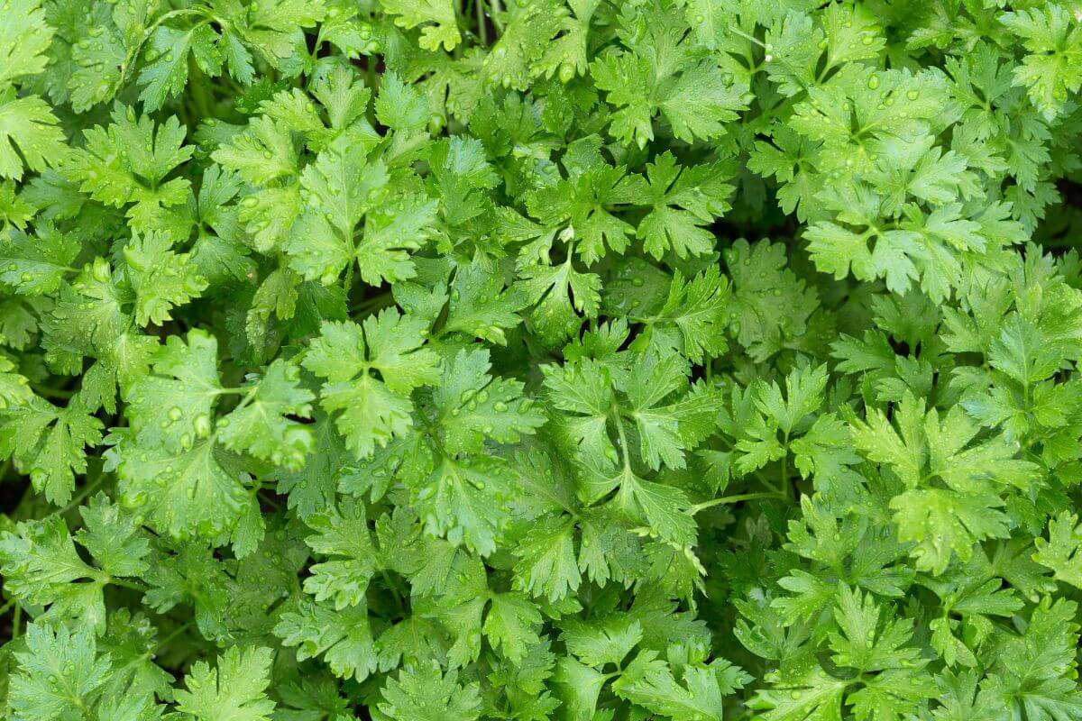 A close-up image of lush green parsley leaves with droplets of water on them.