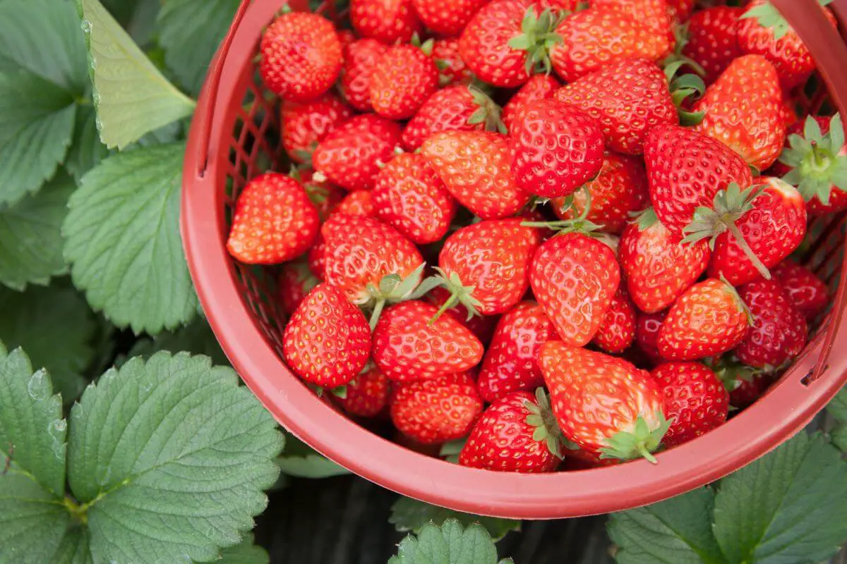 A red basket filled with ripe, fresh strawberries is placed on large green strawberry leaves.