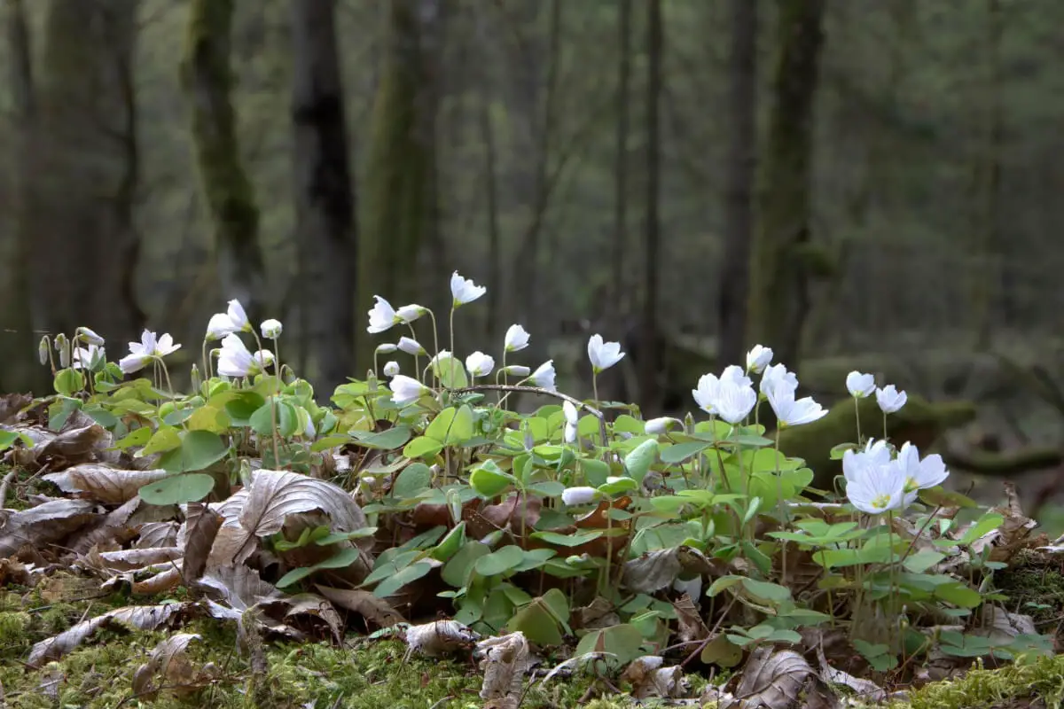 A cluster of wood sorrel flowers, one of the edible wild flowers, with green leaves grows amid brown fallen leaves.