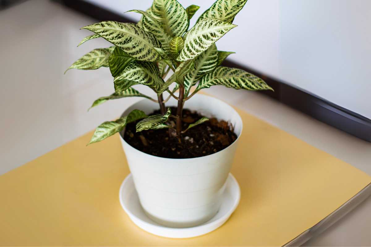 A small potted Zebra plant with green leaves featuring white patterns sits on a yellow folder against a neutral background. 