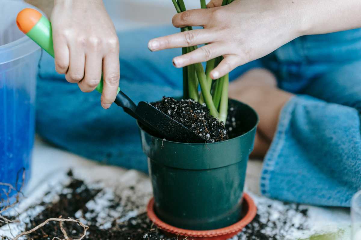 A person wearing jeans is using a small gardening trowel to add soil to a green potted plant.