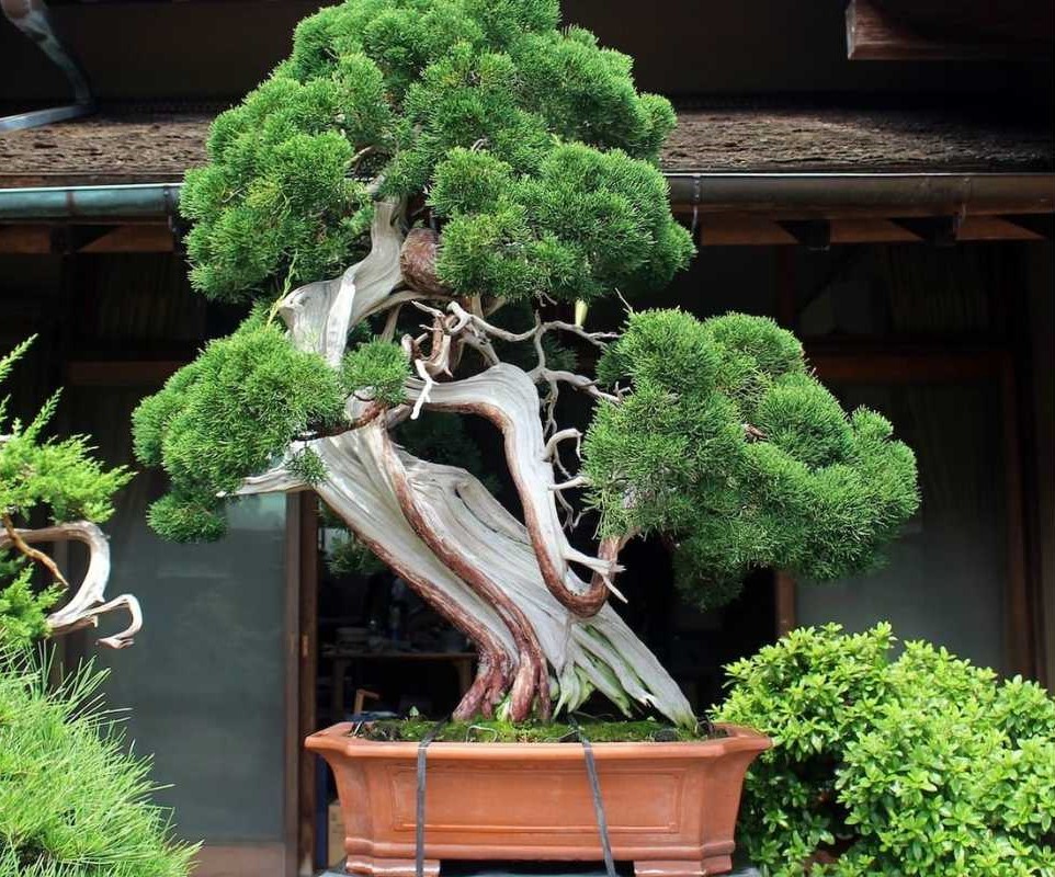 A large bonsai Juniper at Shunka-en  with a twisted trunk, green foliage, and deep roots sits in a rectangular brown planter.