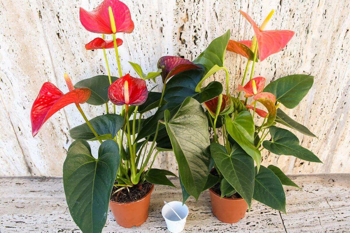 Two pots of anthurium plants with vibrant red flowers and large, dark green leaves are placed on a marble surface against a beige wall.