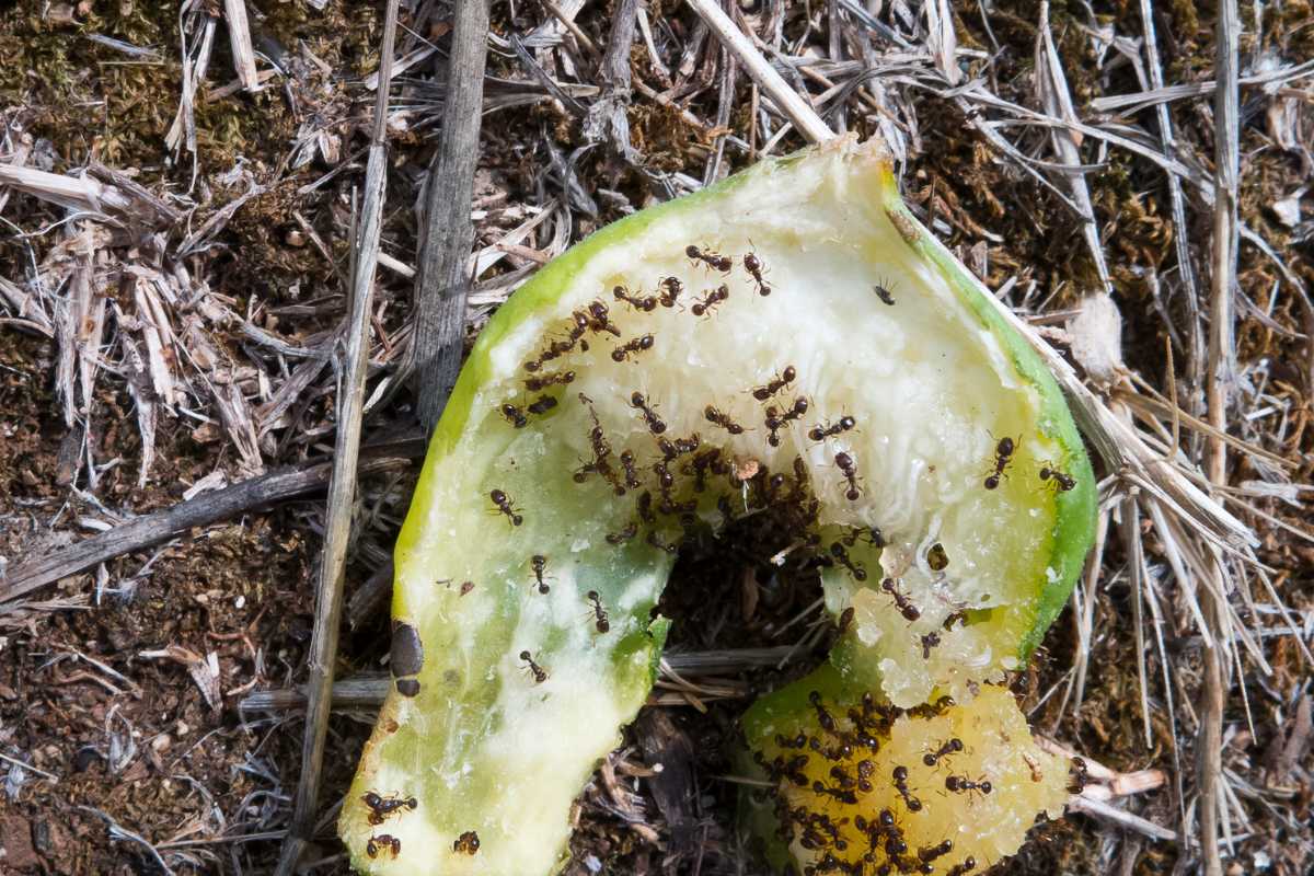 Ants swarming on an organic waste material for decomposing.