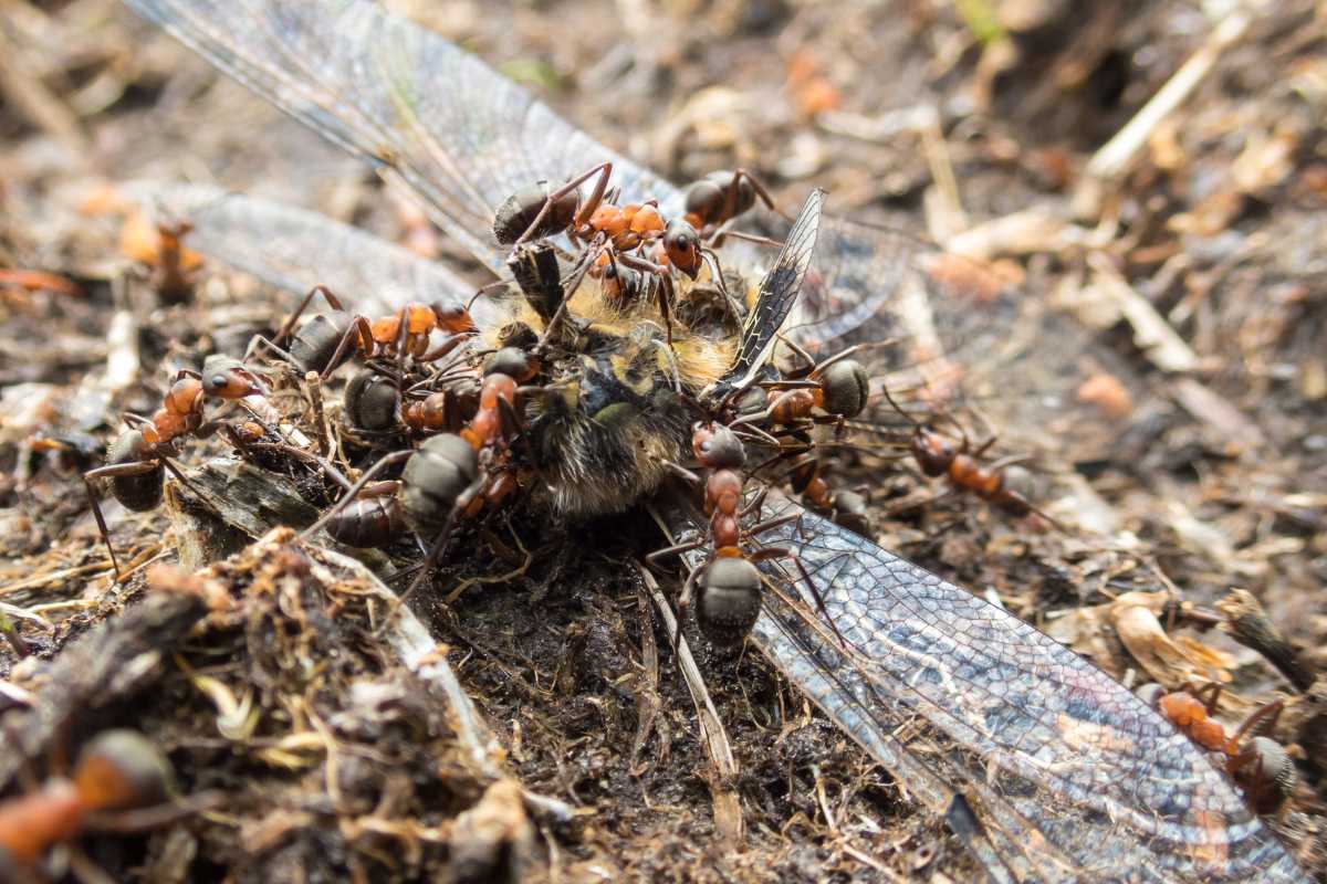 A group of ants attacking a dragonfly on the ground. The image captures the intricate details of the ants' bodies and the dragonfly's wings.