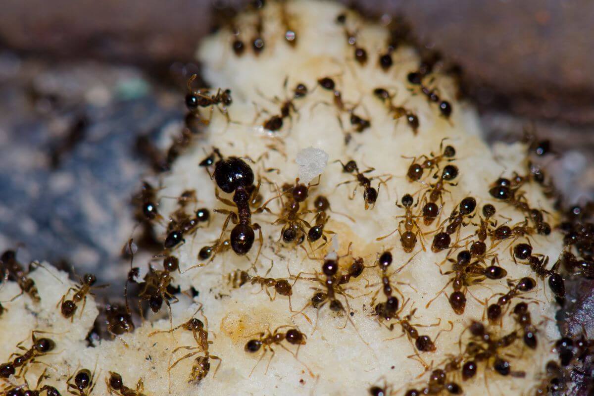 A group of small brown ants gathering on a piece fruit seed.