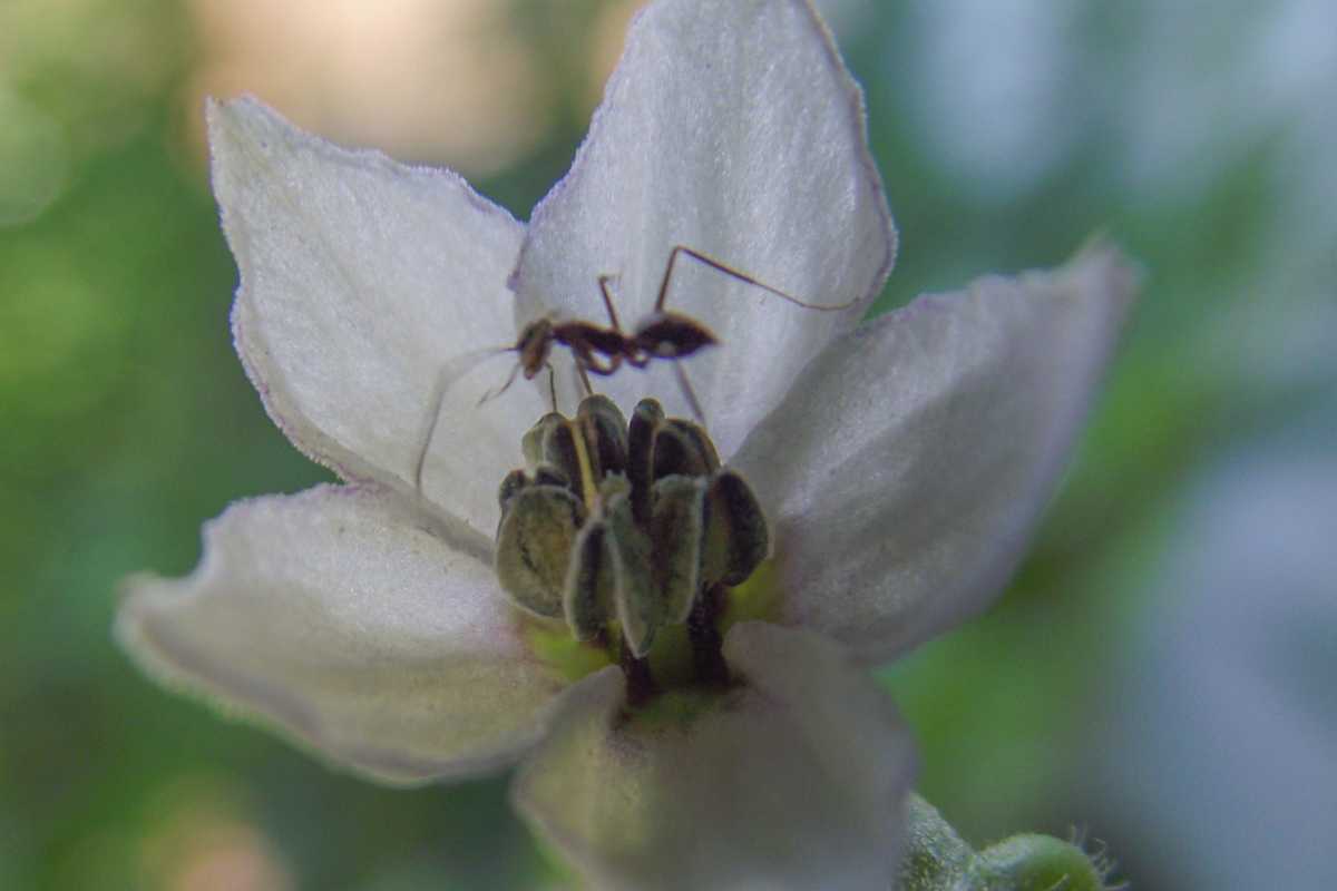 An ant exploring the center of a white flower.