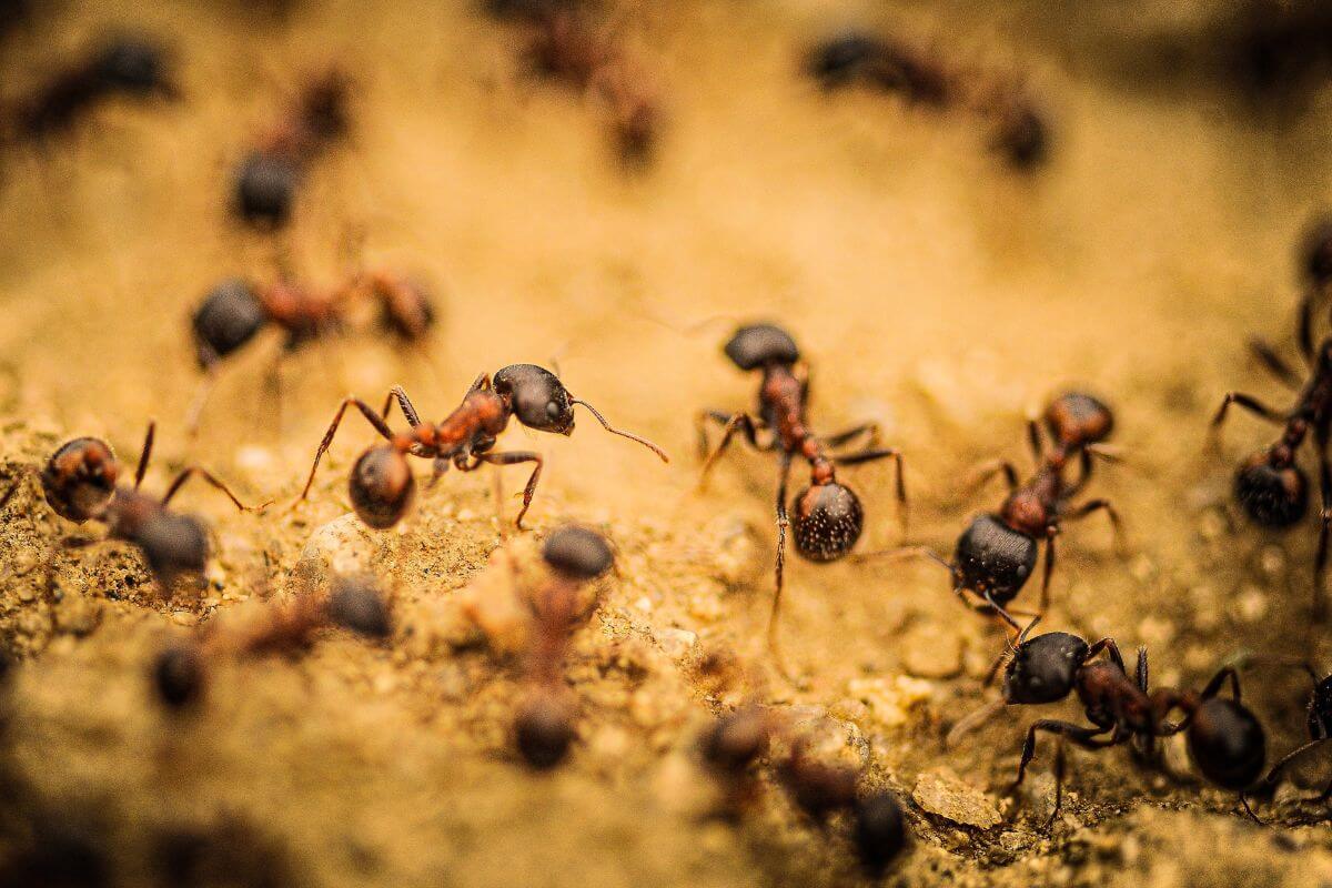 Numerous ants with red and black bodies crawling on a sandy surface. 