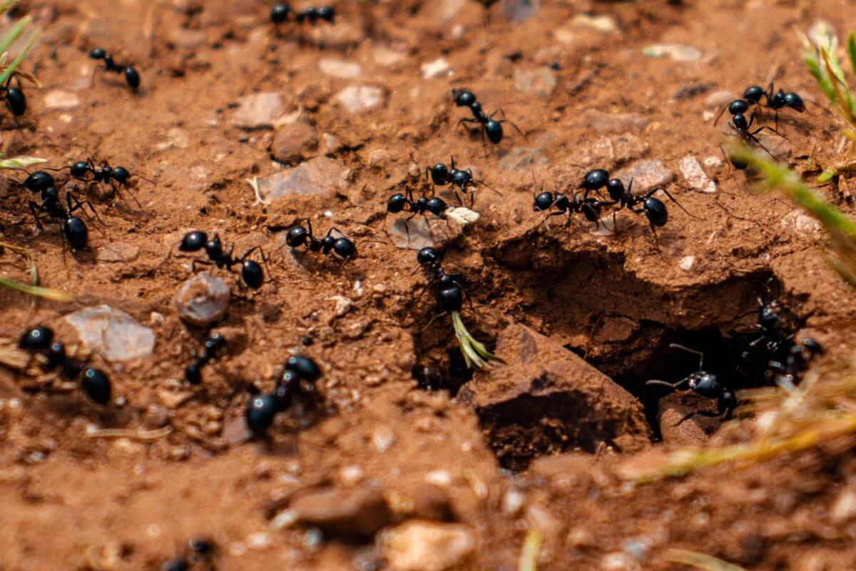 A group of black ants traverses a rocky, brown soil surface, with some entering and exiting a small hole in the ground. 