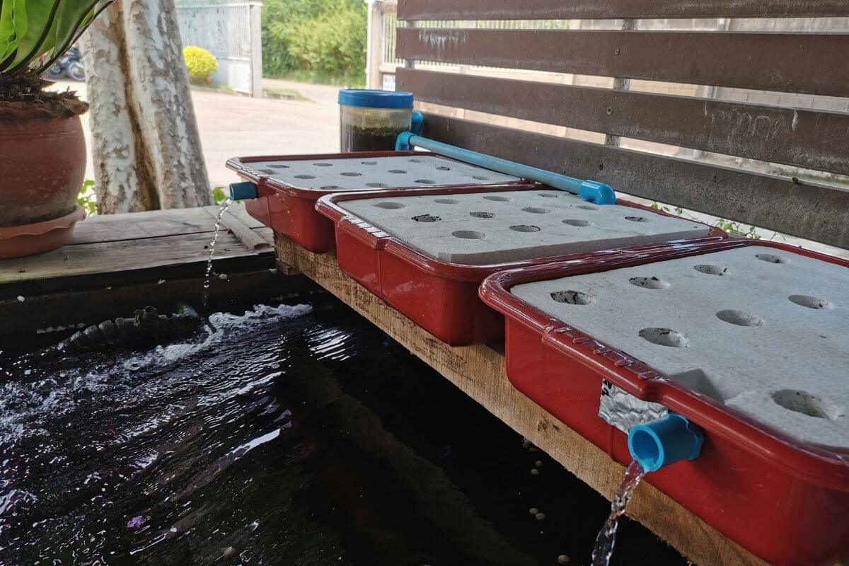 A aquaponic system with red containers featuring small holes on the top and blue piping for water flow. The containers are set on a wooden plank above a water reservoir, with water flowing through the pipes into the system.