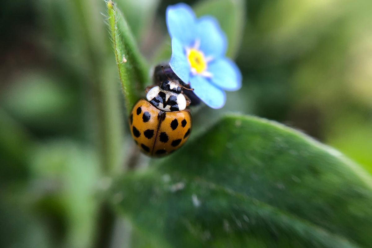 An asian lady beetle with black spots on its orange shell perched on a green leaf. 