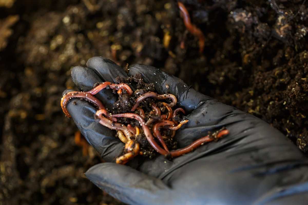 A gloved hand holds a clump of earthworms and soil. 