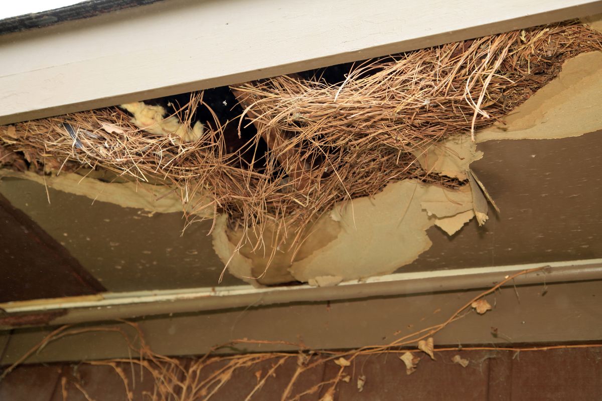 A large pest nest has damaged the roof's overhang. Straw and nesting materials stick out through a hole in the ceiling. Pieces of the ceiling are broken and hanging loose around the nest, showing that pest control is needed right away.