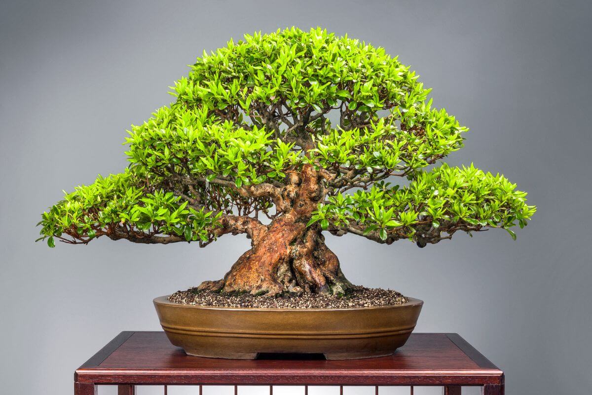 A finely manicured azalea bonsai tree with a thick, gnarled trunk and bright green foliage displayed in a shallow, round pot on a wooden table.