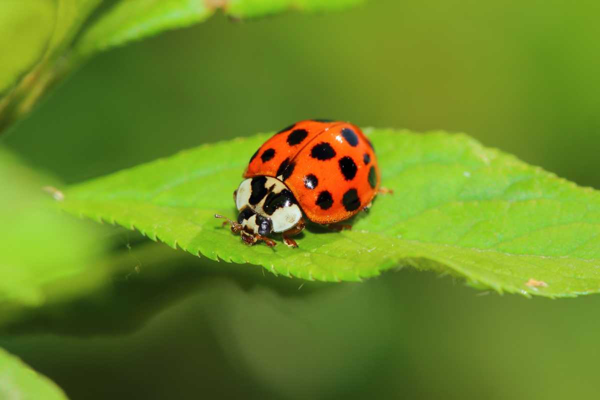 A vibrant red ladybug with black spots sits on a green leaf against a blurred green background. 