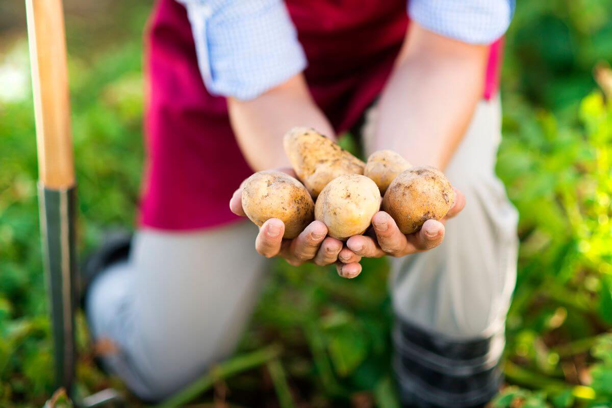 Person kneeling outdoors, holding freshly harvested potatoes with both hands.