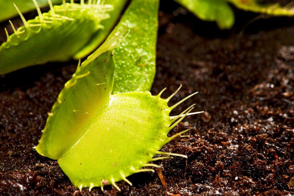 Close-up photograph of a Venus flytrap plant with its characteristic green, spiky lobes.