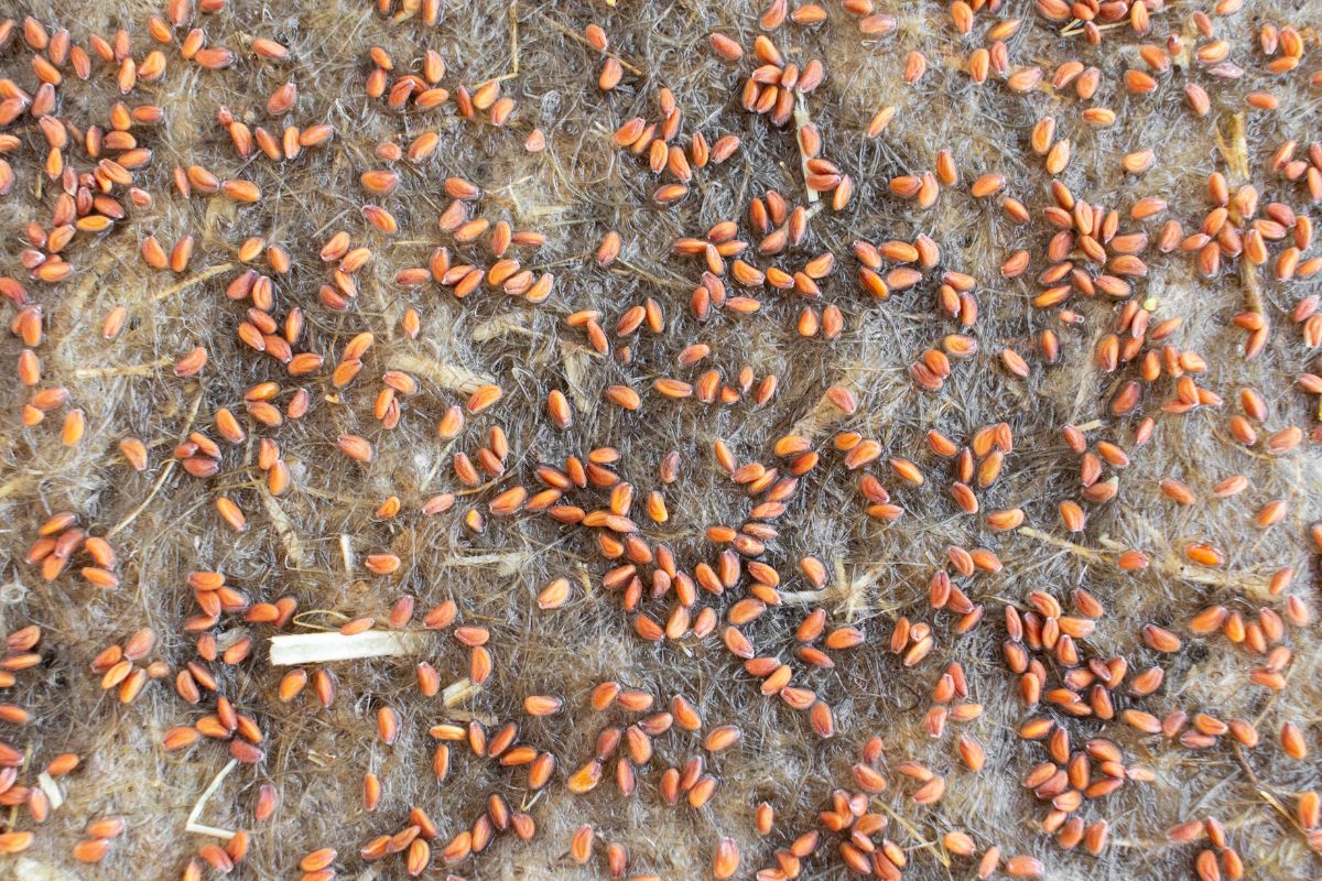 Close-up image of numerous small reddish-brown seeds scattered on a textured, fibrous surface.