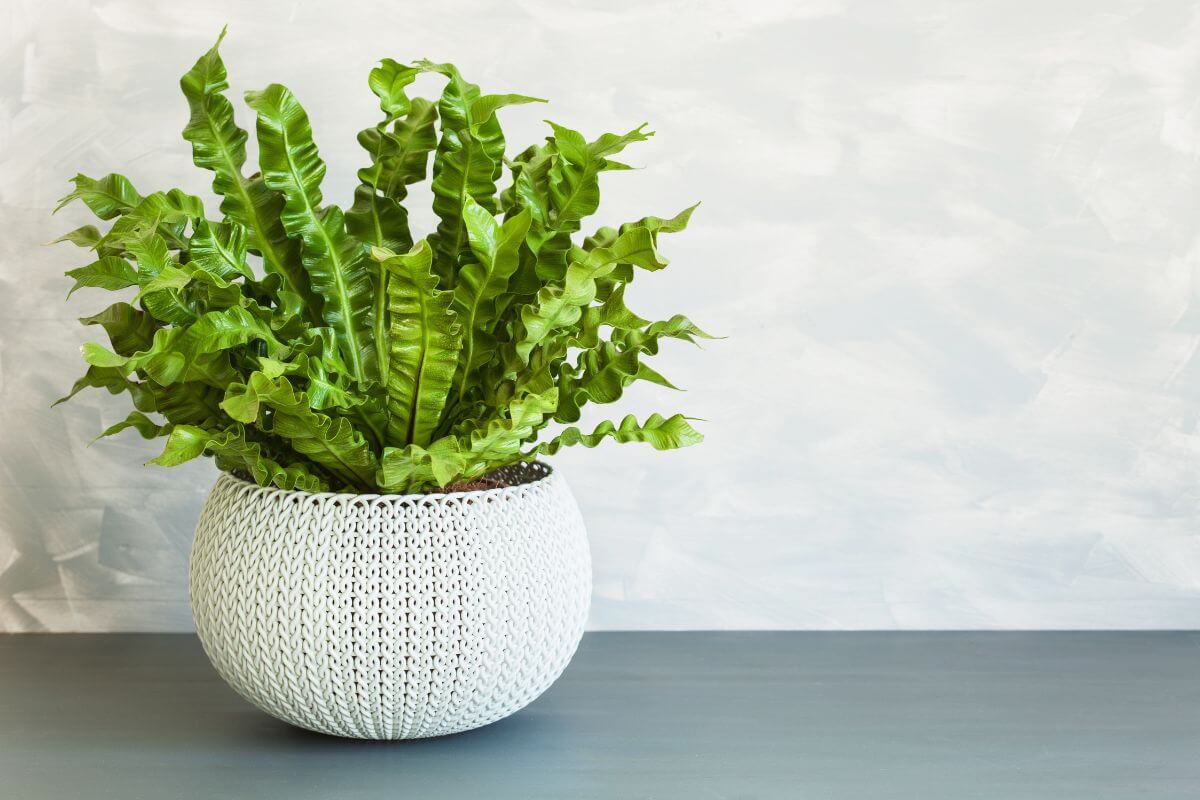 A Bird's Nest Fern with wavy green leaves in a white textured pot sits on a dark gray surface.