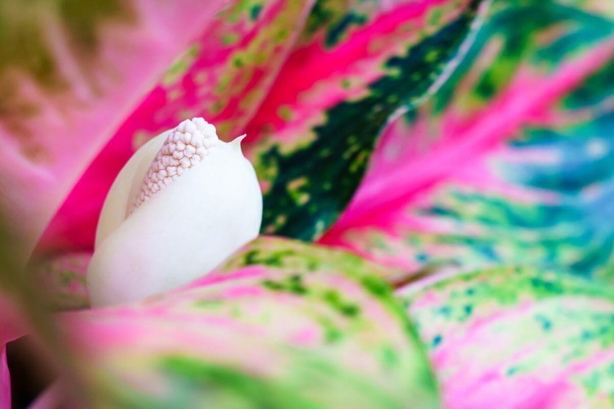 A close-up of a white flower of a Chinese Evergreen plant surrounded by its bright pink and green variegated leaves.