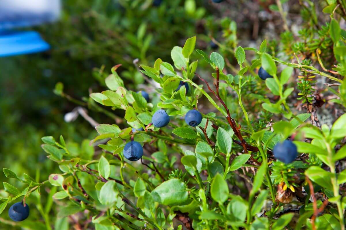 Green foliage with clusters of ripe, blue blueberries, one of the edible berry bushes, growing on thin branches in a garden.