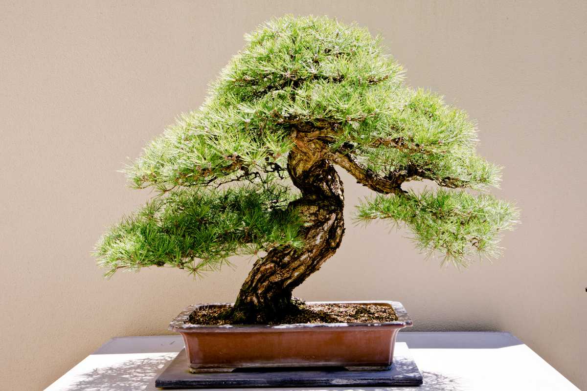 A beautiful bonsai showcasing a sturdy, well-developed, and well-shaped trunk.