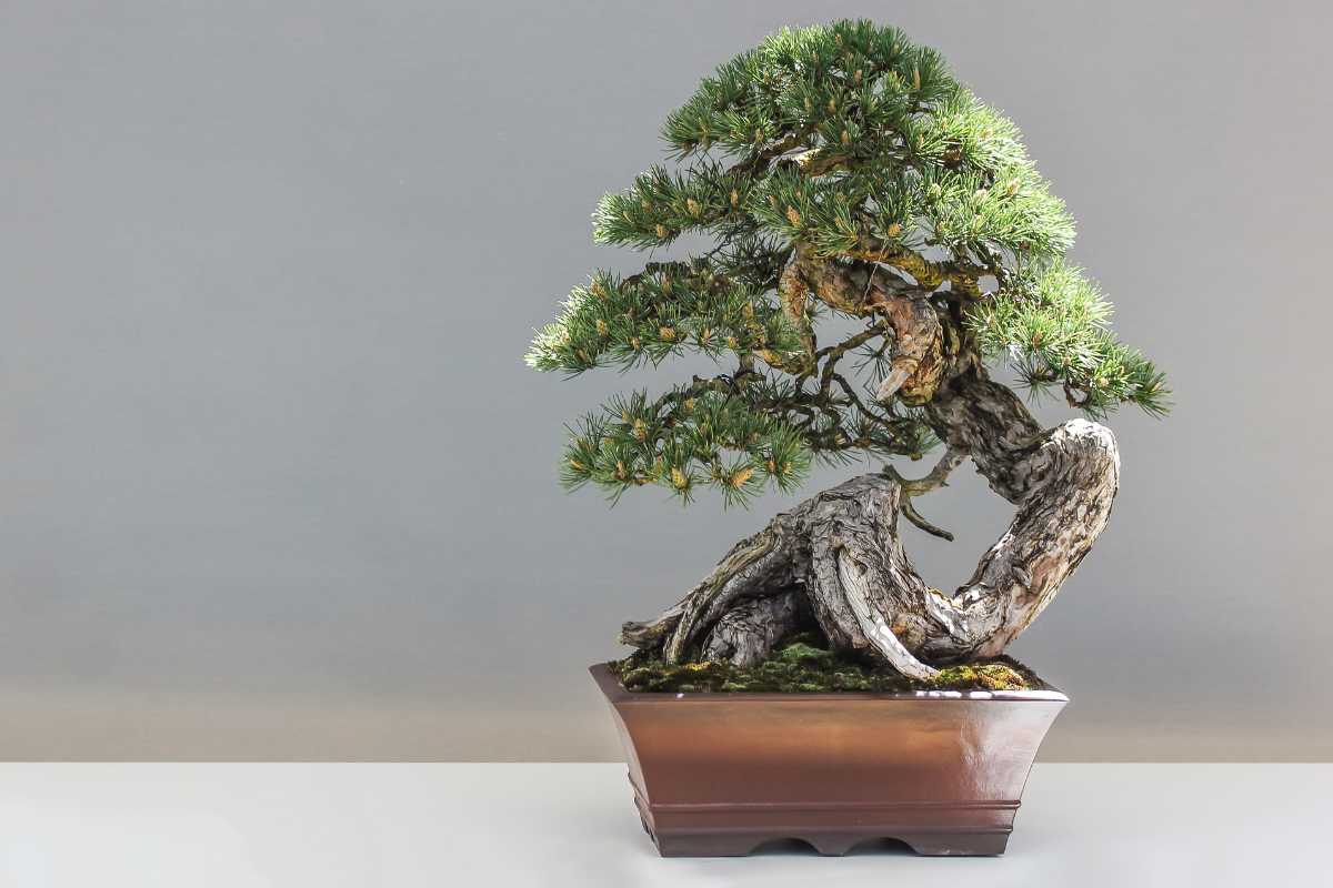 A bonsai tree is displayed in a rectangular brown pot set against a plain gray background. 