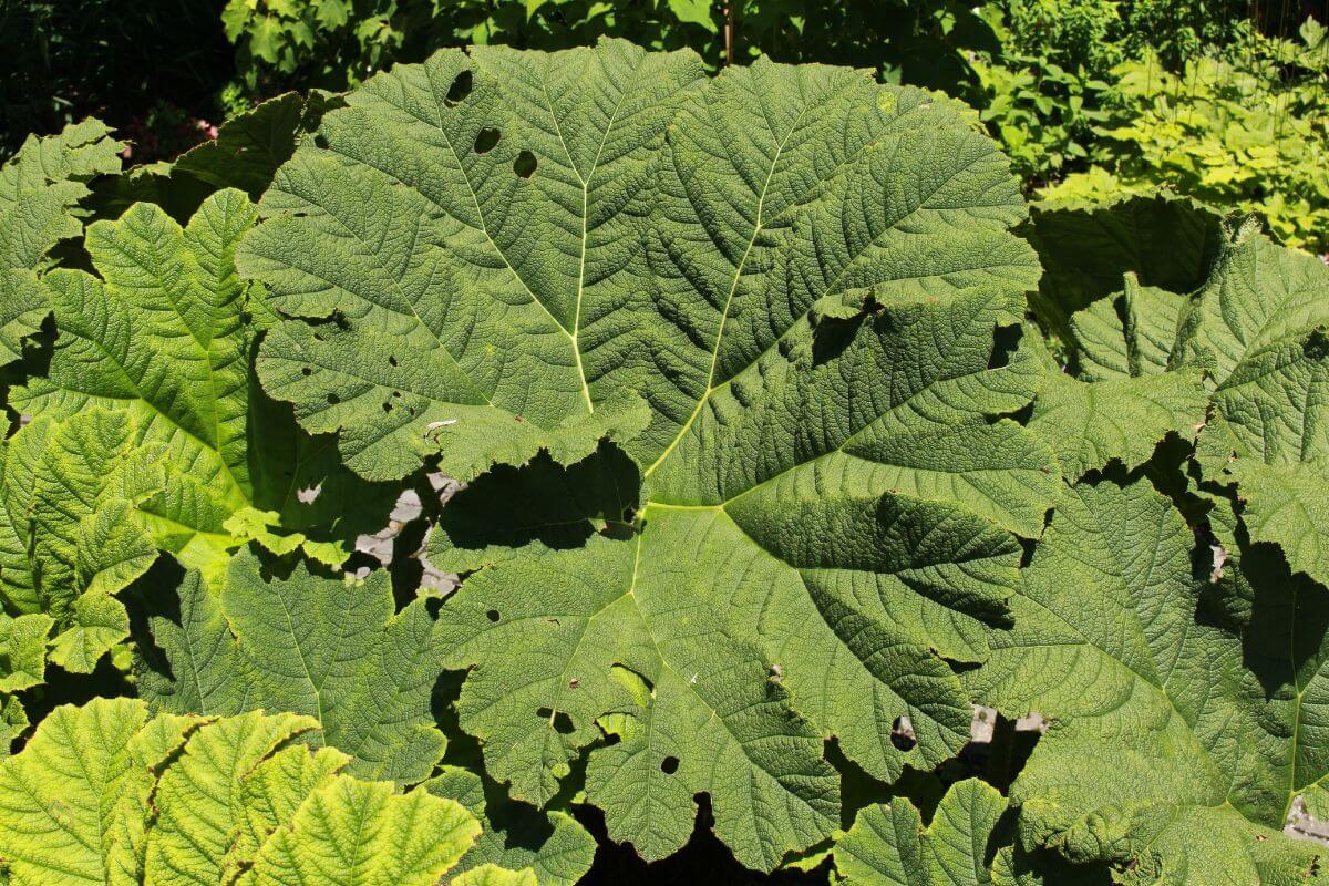 A top-down view of the Giant Rhubarb's enormous leaves basking in ample sunlight.