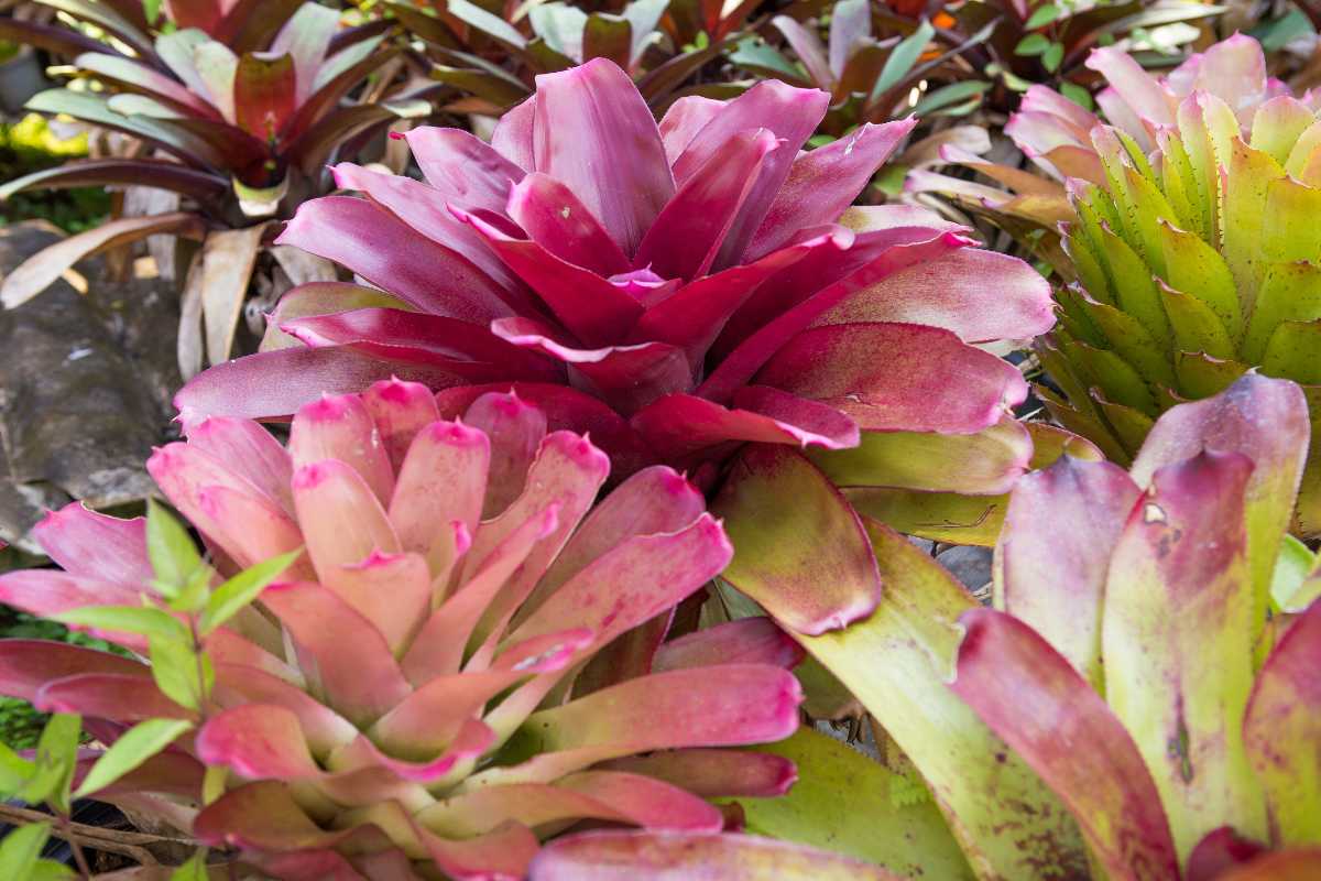 A cluster of vibrant bromeliad plants with various shades of pink, red, and green leaves. 