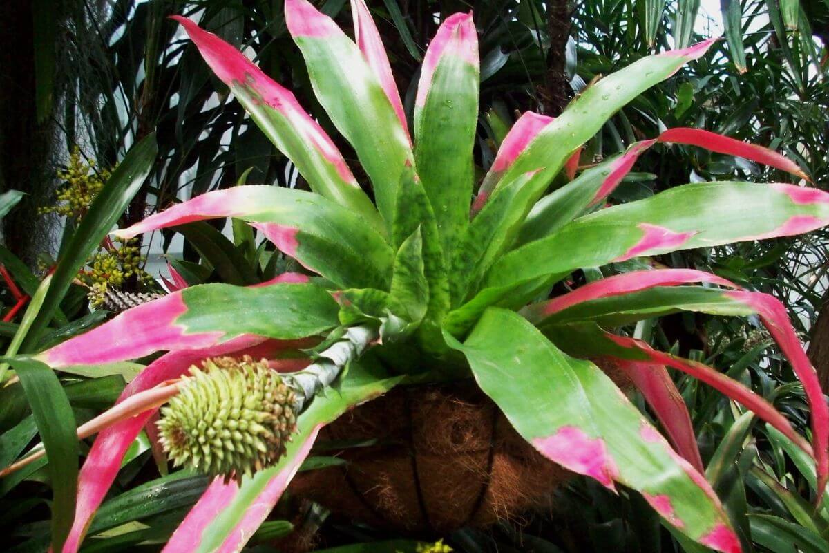 A vibrant bromeliad plant with long, green leaves edged in bright pink. At its center, a tall stalk extends outward, topped with a cone-shaped cluster of small, greenish-white flowers. 