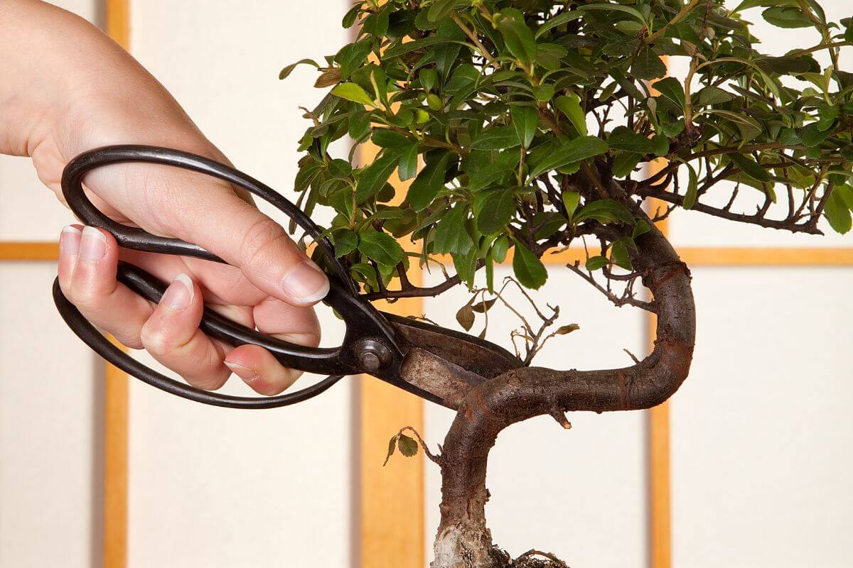 A gardener uses bud shears to cut off  unwanted buds off a bonsai tree