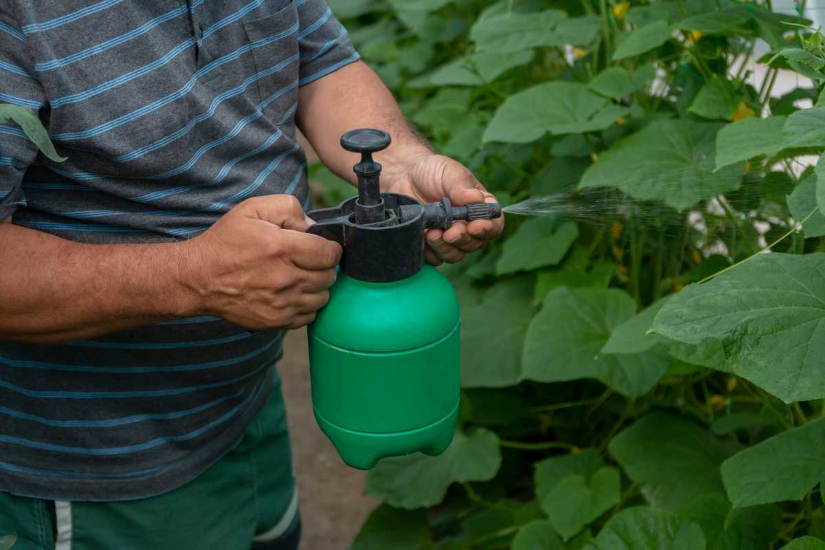 A person wearing a striped shirt uses a green hand sprayer to apply organic liquid soap to plants in a garden. 