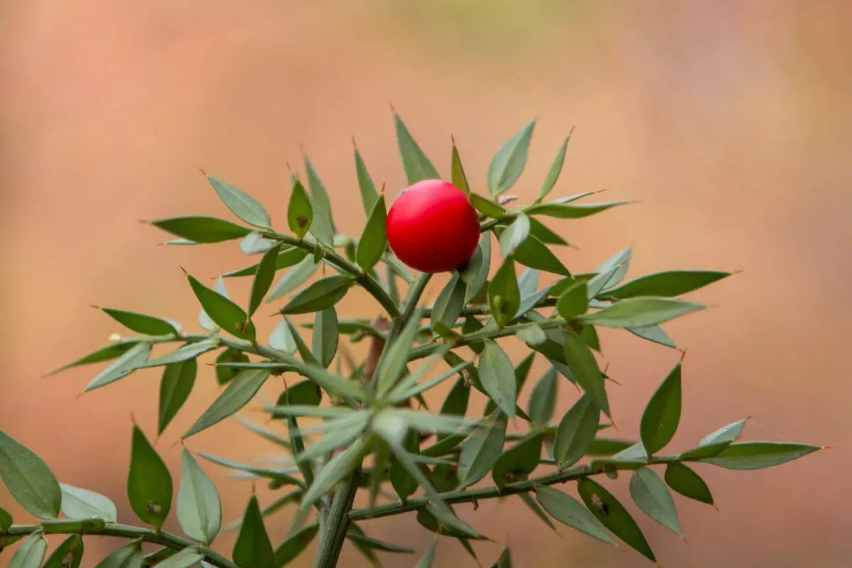 A butcher's broom berry, one of the red poisonous berries, on a green, spiky plant.