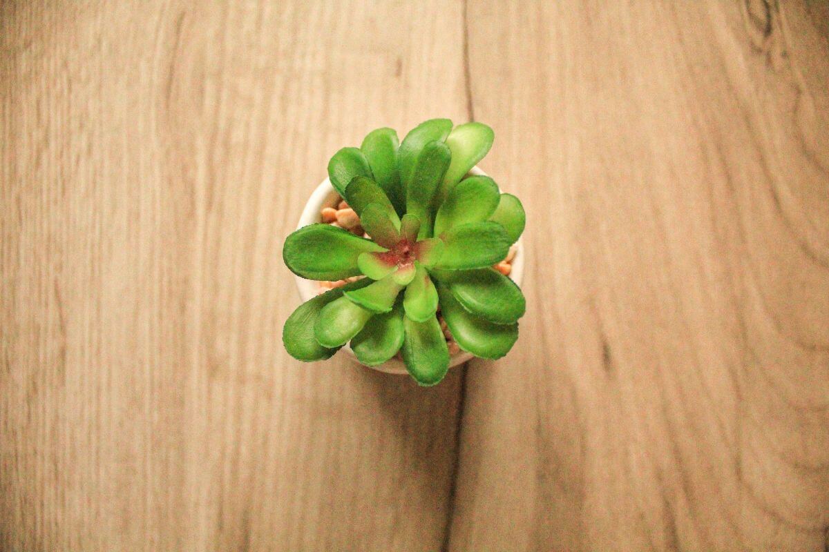 A potted butterwort plant with vibrant, fleshy green leaves arranged in a rosette pattern is centered in the image. 