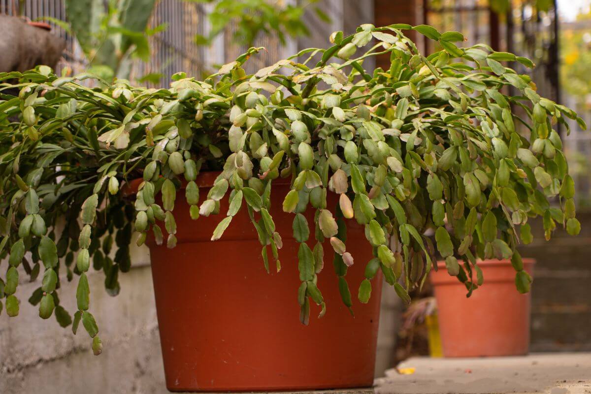 A large, lush green Christmas cactus, epiphyte plant with drooping leaves overflows from an orange terra cotta pot placed on a concrete surface.